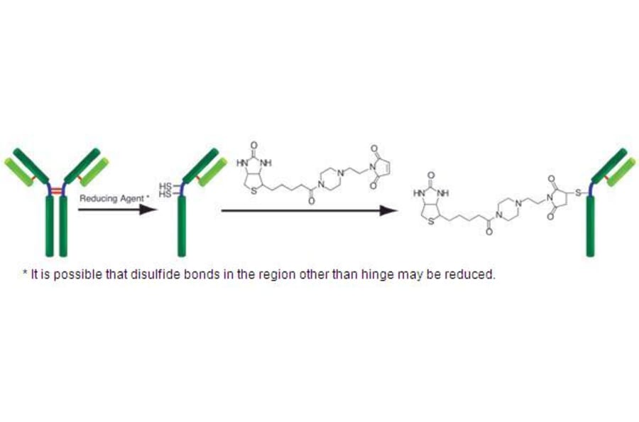 Diagram - Biotin Labeling Kit - Thiol Reactive (A57320) - Antibodies.com