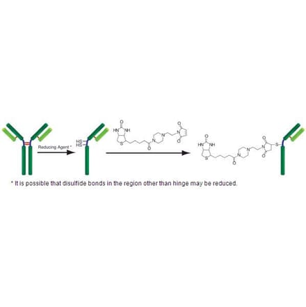 Diagram - Biotin Labeling Kit - Thiol Reactive (A57320) - Antibodies.com