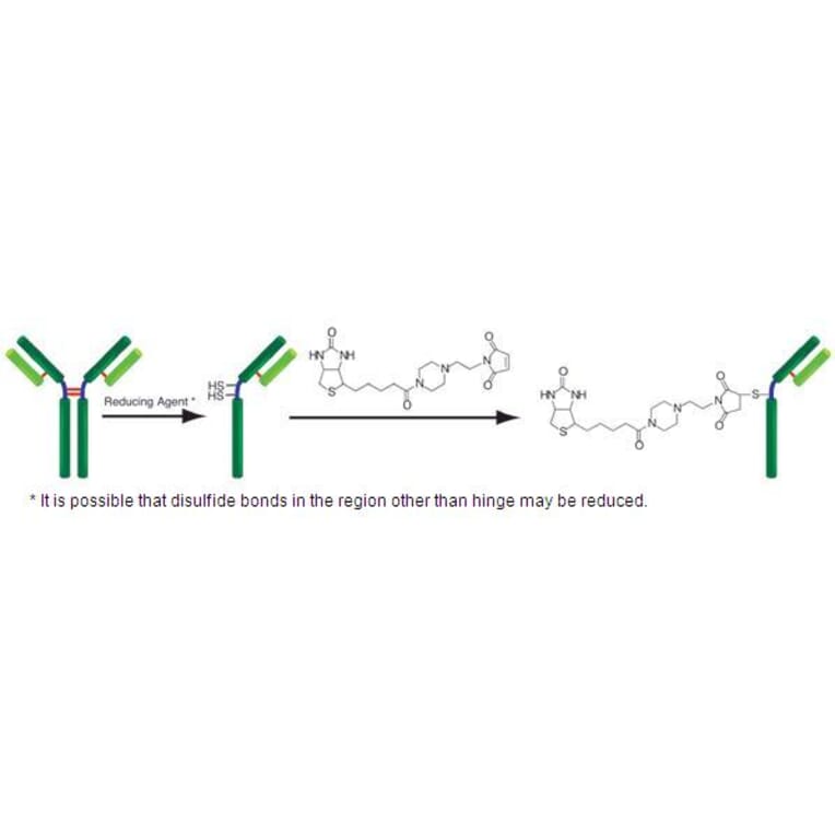 Diagram - Biotin Labeling Kit - Thiol Reactive (A57320) - Antibodies.com