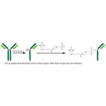 Diagram - Biotin Labeling Kit - Thiol Reactive (A57320) - Antibodies.com
