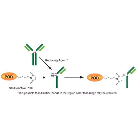 Diagram - Peroxidase Labeling Kit - Thiol Reactive (A57321) - Antibodies.com