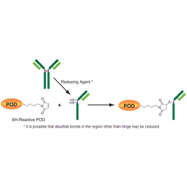 Diagram - Peroxidase Labeling Kit - Thiol Reactive (A57321) - Antibodies.com