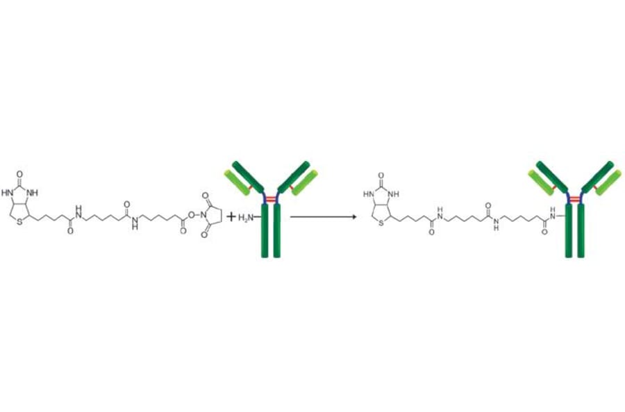 Diagram - Biotin Labeling Kit - Amine Reactive (A57322) - Antibodies.com