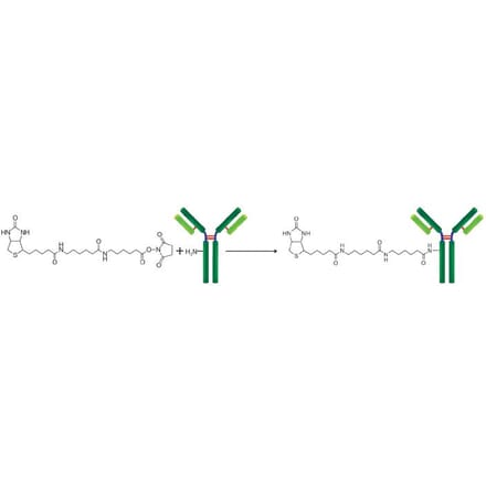 Diagram - Biotin Labeling Kit - Amine Reactive (A57322) - Antibodies.com