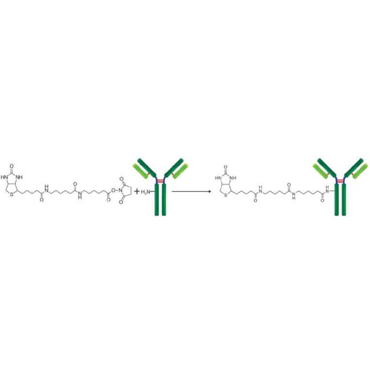 Diagram - Biotin Labeling Kit - Amine Reactive (A57322) - Antibodies.com