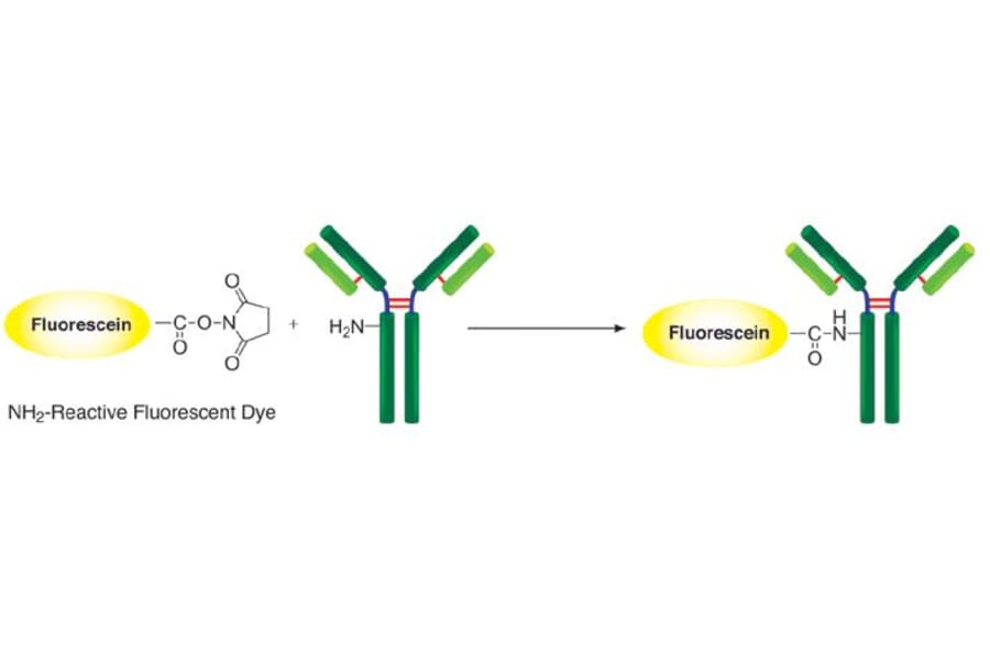 Diagram - Fluorescein Labeling Kit - Amine Reactive (A57323) - Antibodies.com