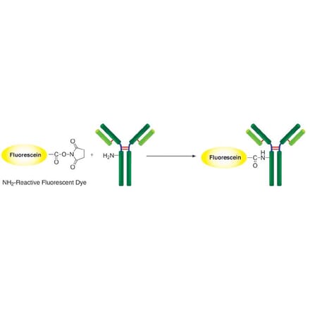 Diagram - Fluorescein Labeling Kit - Amine Reactive (A57323) - Antibodies.com