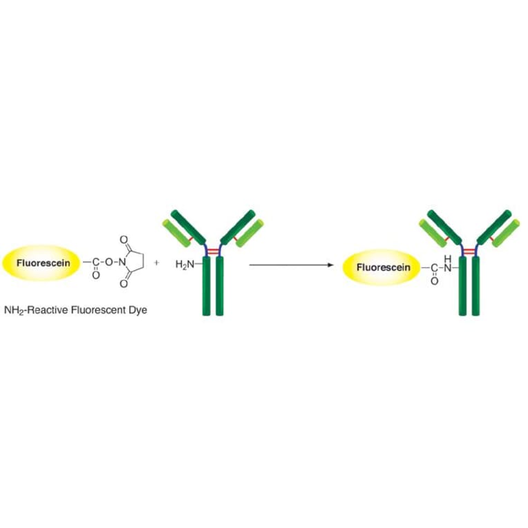 Diagram - Fluorescein Labeling Kit - Amine Reactive (A57323) - Antibodies.com