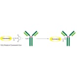Diagram - Fluorescein Labeling Kit - Amine Reactive (A57323) - Antibodies.com