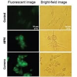 Diagram - Liperfluo - Lipid Peroxidation Probe (A57324) - Antibodies.com