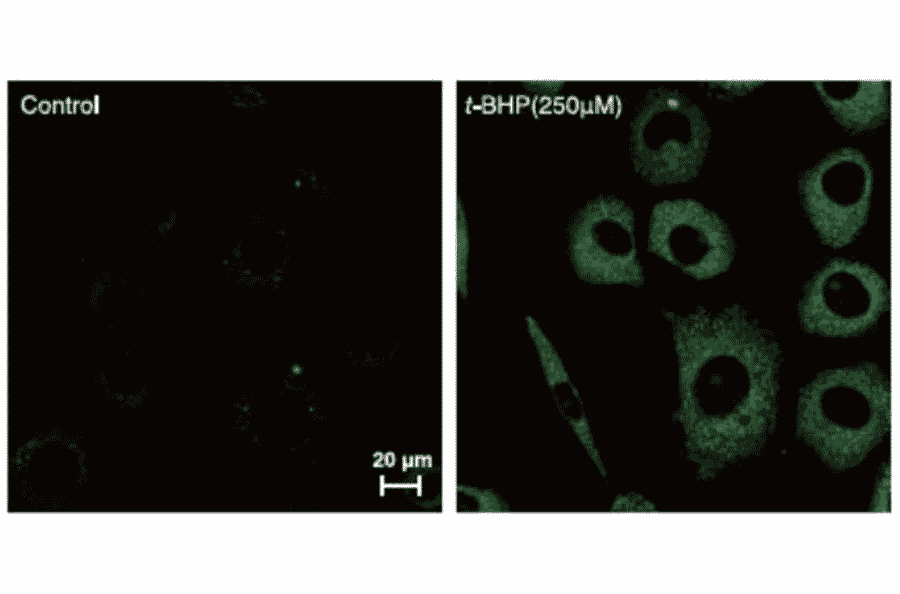Diagram - Liperfluo - Lipid Peroxidation Probe (A57324) - Antibodies.com