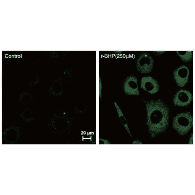 Diagram - Liperfluo - Lipid Peroxidation Probe (A57324) - Antibodies.com