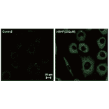 Diagram - Liperfluo - Lipid Peroxidation Probe (A57324) - Antibodies.com