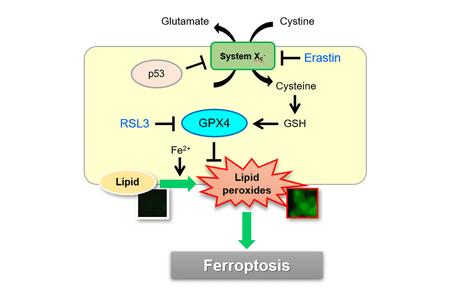 Diagram - Liperfluo - Lipid Peroxidation Probe (A57324) - Antibodies.com