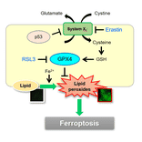 Diagram - Liperfluo - Lipid Peroxidation Probe (A57324) - Antibodies.com