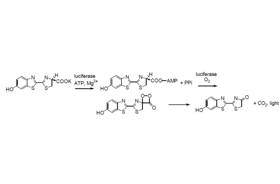 Diagram - D-Luciferin - Potassium Salt (A57325) - Antibodies.com