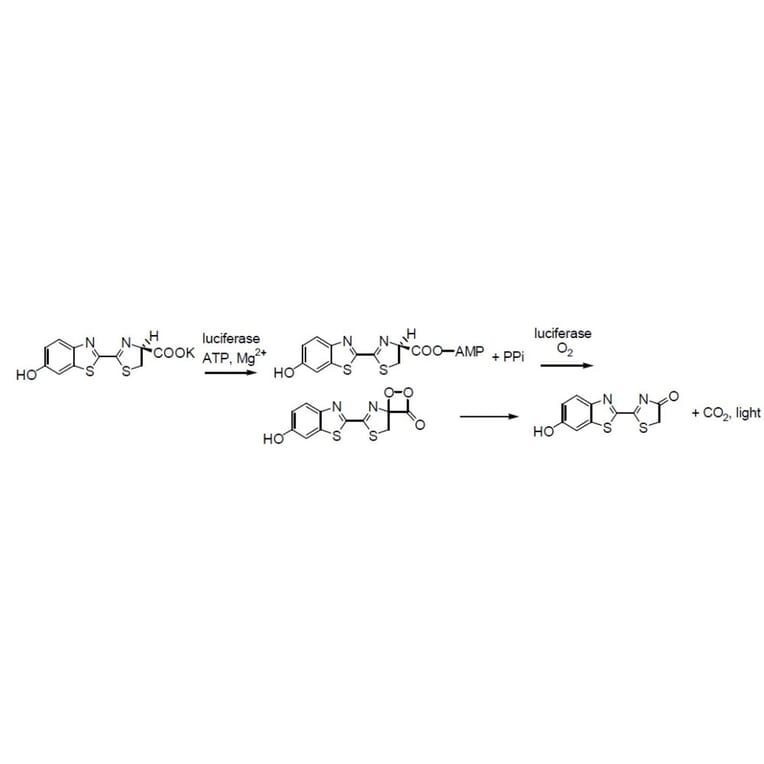 Diagram - D-Luciferin - Potassium Salt (A57325) - Antibodies.com