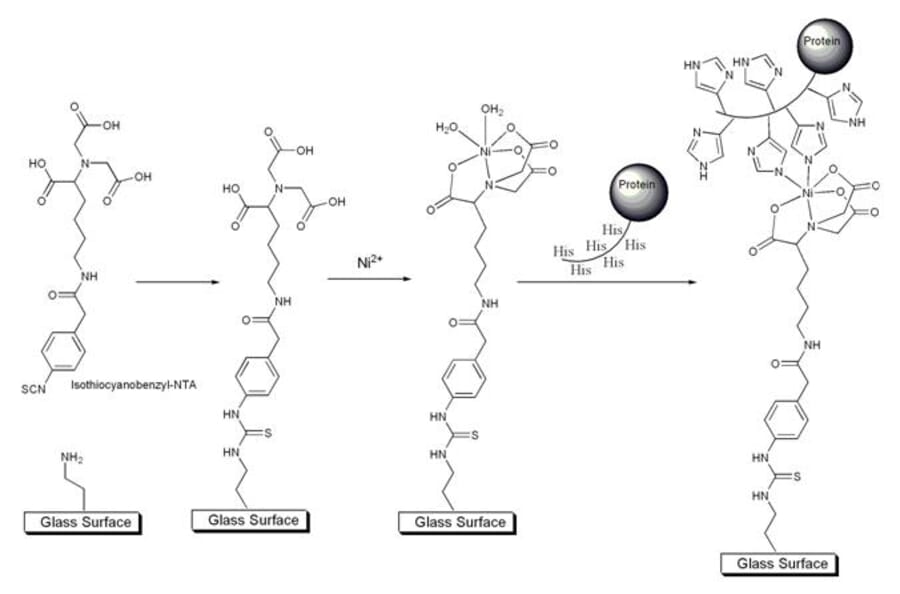 Diagram - Isothiocyanobenzyl-NTA - Amine-Reactive NTA (A57330) - Antibodies.com