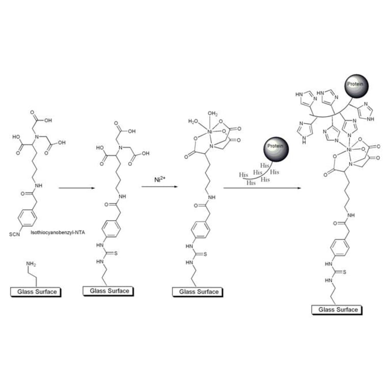 Diagram - Isothiocyanobenzyl-NTA - Amine-Reactive NTA (A57330) - Antibodies.com