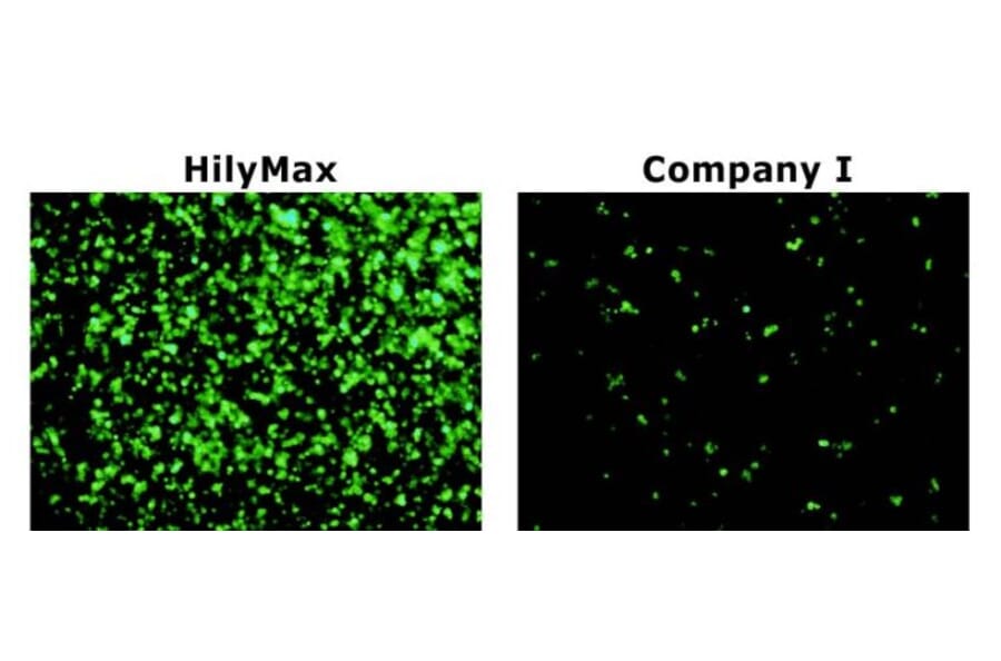 Diagram - HilyMax - Transfection Reagent (A57340) - Antibodies.com
