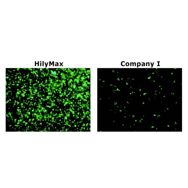 Diagram - HilyMax - Transfection Reagent (A57340) - Antibodies.com