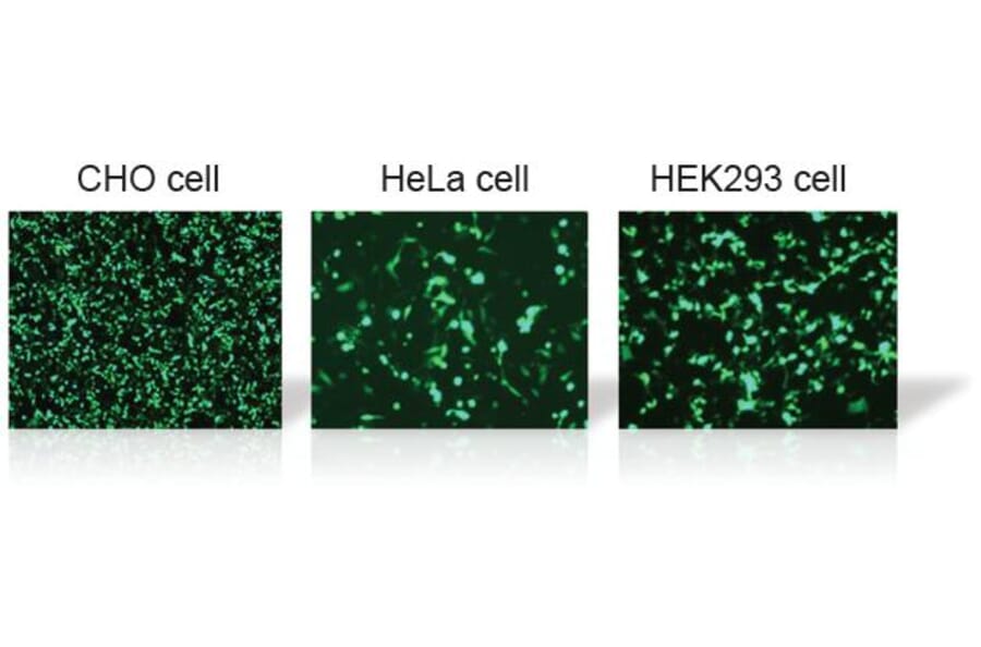 Diagram - HilyMax - Transfection Reagent (A57340) - Antibodies.com