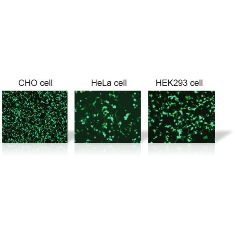 Diagram - HilyMax - Transfection Reagent (A57340) - Antibodies.com