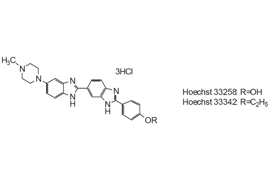 Structure - Cellstain™ Hoechst 33342 - Nuclear Stain Solution (A57343) - Antibodies.com