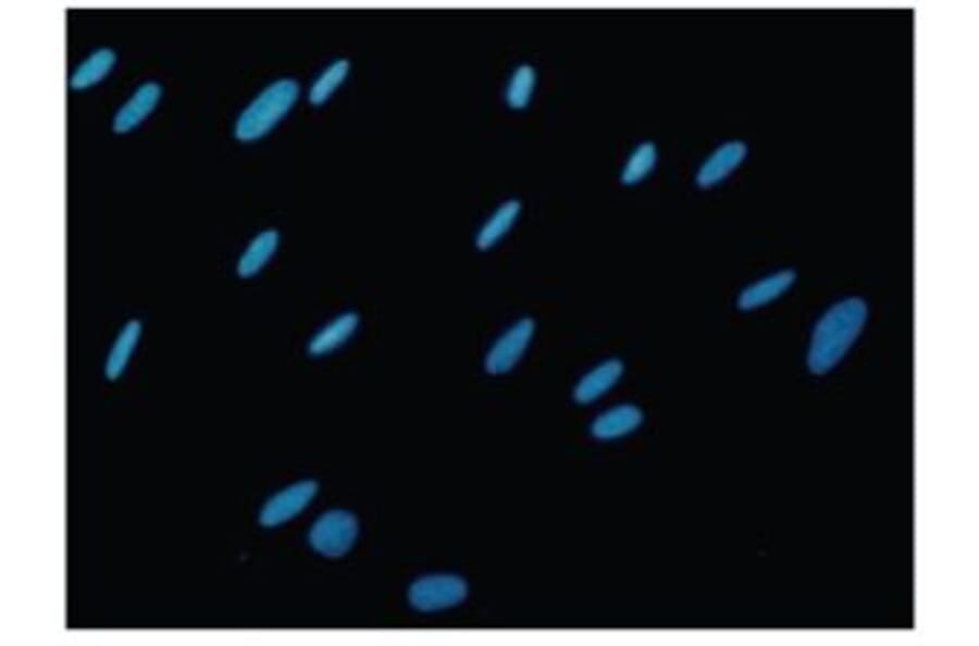 Diagram - Cellstain™ Hoechst 33342 - Nuclear Stain Solution (A57343) - Antibodies.com