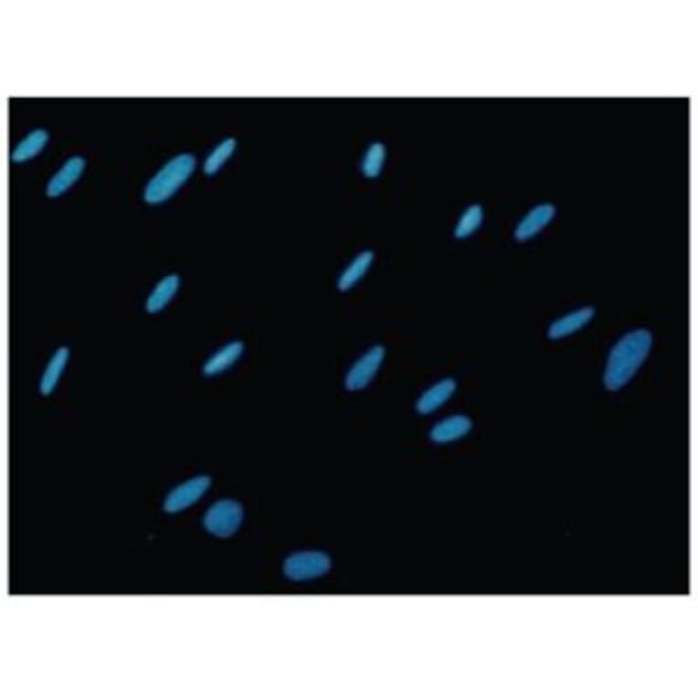 Diagram - Cellstain™ Hoechst 33342 - Nuclear Stain Solution (A57343) - Antibodies.com