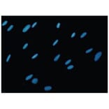 Diagram - Cellstain™ Hoechst 33342 - Nuclear Stain Solution (A57343) - Antibodies.com