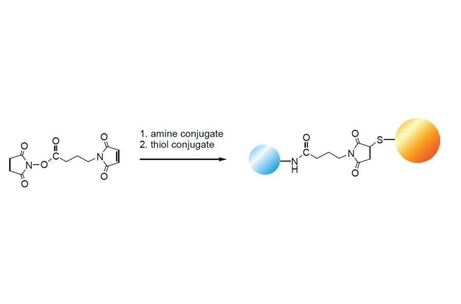 Diagram - GMBS - Amine-to-Thiol Crosslinker (A57379) - Antibodies.com
