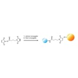 Diagram - GMBS - Amine-to-Thiol Crosslinker (A57379) - Antibodies.com