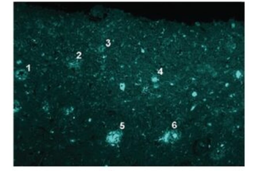 Diagram - FSB - Fluorescent Streptavidin-Biotin Solution (A57381) - Antibodies.com