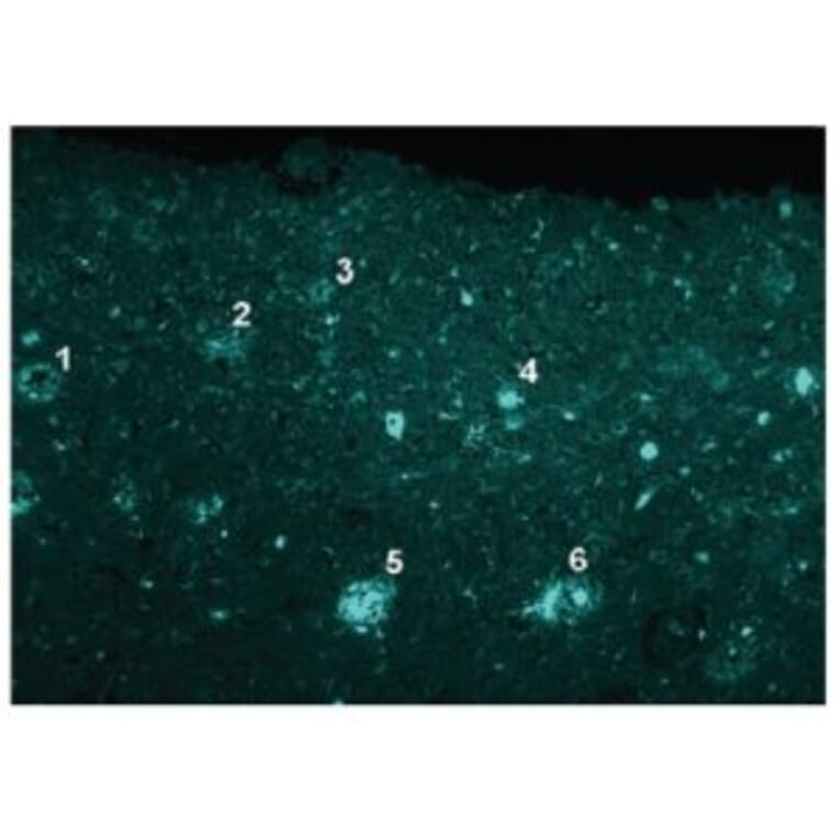 Diagram - FSB - Fluorescent Streptavidin-Biotin Solution (A57381) - Antibodies.com