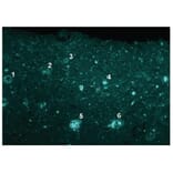 Diagram - FSB - Fluorescent Streptavidin-Biotin Solution (A57381) - Antibodies.com