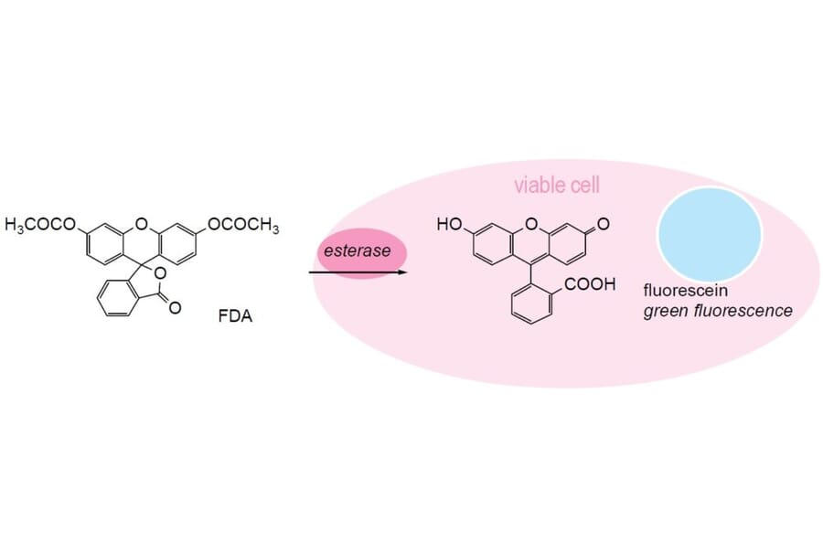 Diagram - Cellstain™ FDA - Viability Stain (A57386) - Antibodies.com