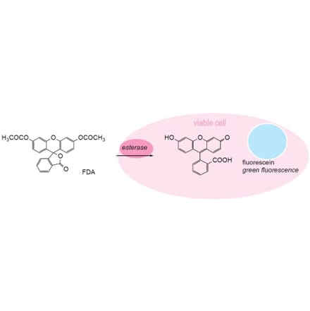 Diagram - Cellstain™ FDA - Viability Stain (A57386) - Antibodies.com