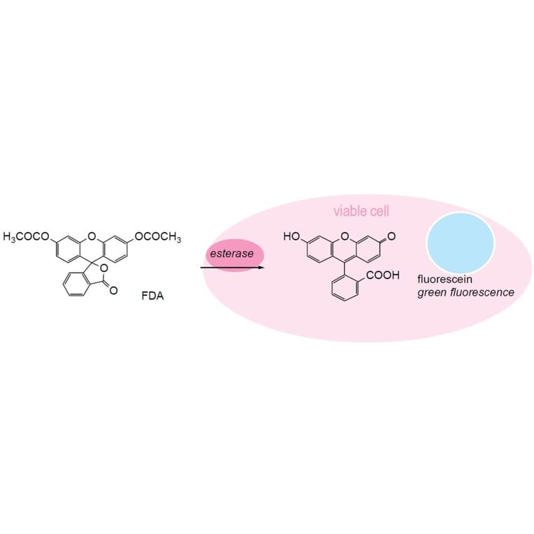 Diagram - Cellstain™ FDA - Viability Stain (A57386) - Antibodies.com