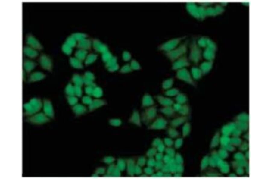 Diagram - Cellstain™ FDA - Viability Stain (A57386) - Antibodies.com