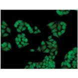 Diagram - Cellstain™ FDA - Viability Stain (A57386) - Antibodies.com
