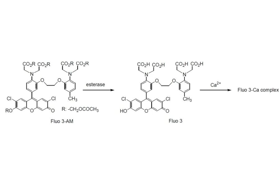 Diagram - Fluo-3 AM - Calcium Indicator (A57387) - Antibodies.com