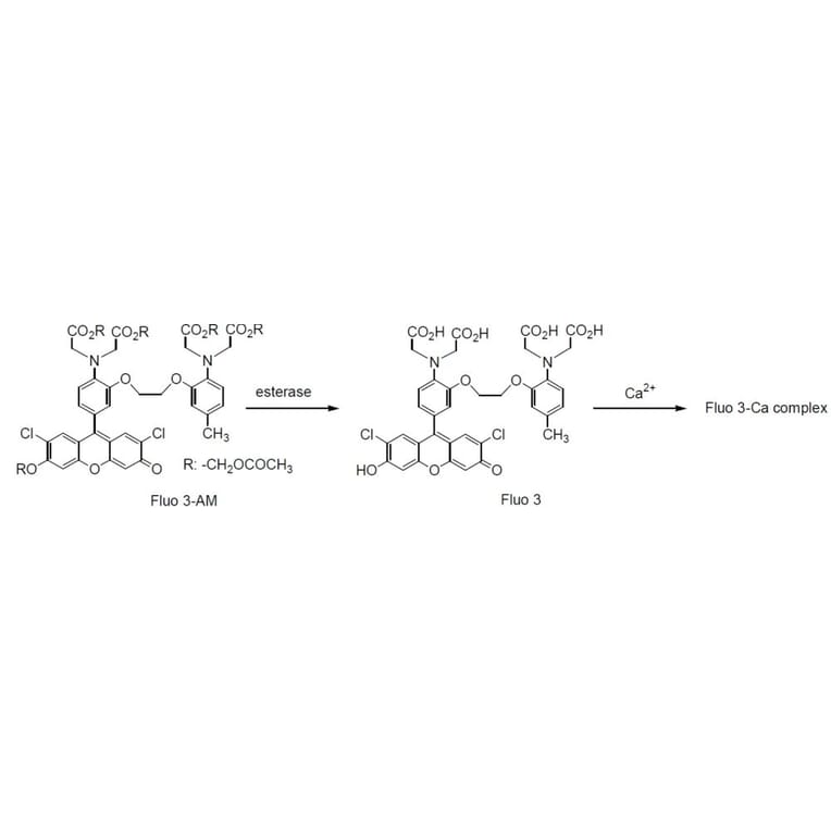Diagram - Fluo-3 AM - Calcium Indicator (A57387) - Antibodies.com