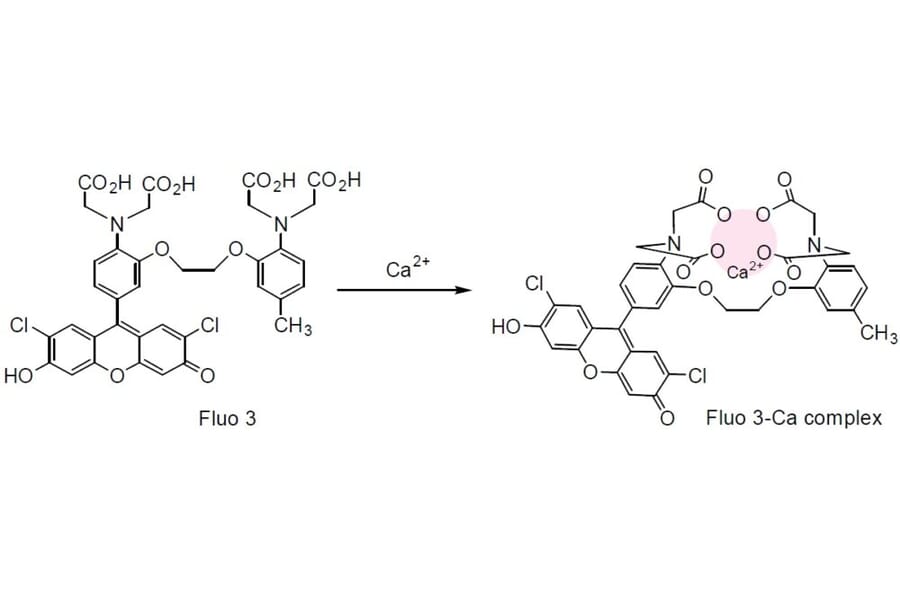 Diagram - Fluo-3 - Calcium Indicator (A57388) - Antibodies.com