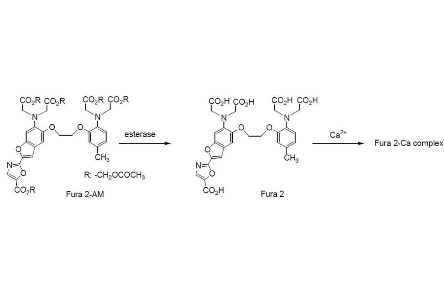 Diagram - Fura-2 AM - Ratiometric Calcium Indicator (A57391) - Antibodies.com