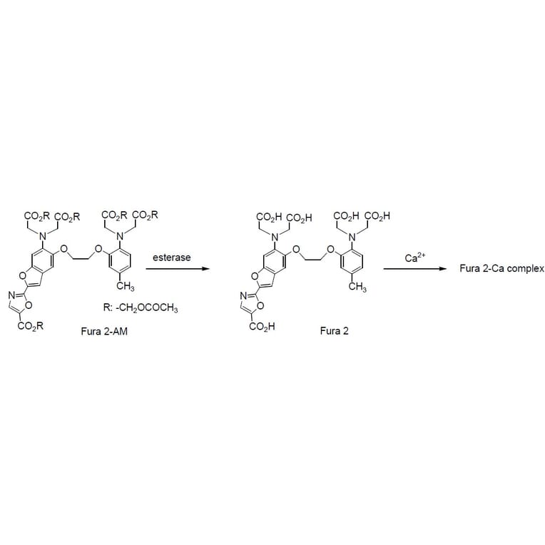 Diagram - Fura-2 AM - Ratiometric Calcium Indicator (A57391) - Antibodies.com