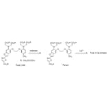 Diagram - Fura-2 AM - Ratiometric Calcium Indicator (A57391) - Antibodies.com