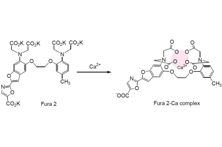 Diagram - Fura-2 - Ratiometric Calcium Indicator (A57392) - Antibodies.com