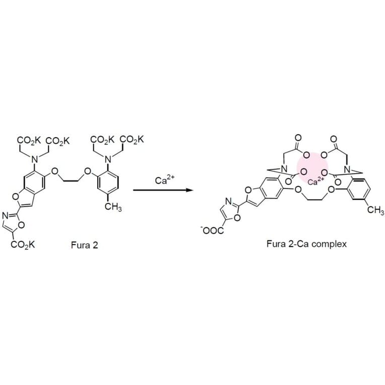 Diagram - Fura-2 - Ratiometric Calcium Indicator (A57392) - Antibodies.com