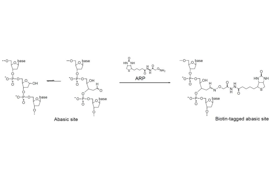 Diagram - Nucleostain™ DNA Damage Quantification Kit - AP Site Counting (A57402) - Antibodies.com